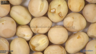 column seed