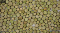 seed