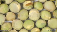 column seed