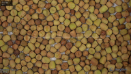 seed