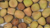 column seed
