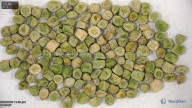 seed