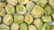 column seed