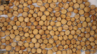 seed