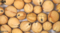 column seed