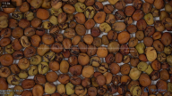 seed