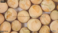 column seed