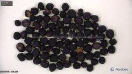 column seed