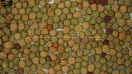 seed