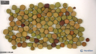 column seed