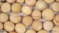 column seed