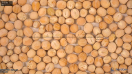 seed