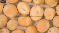 column seed