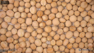 seed