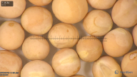 column seed