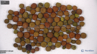 seed