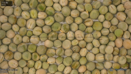 seed