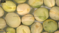 column seed