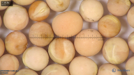 column seed
