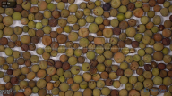 seed