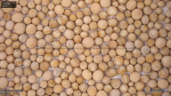 column seed