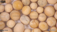 column seed