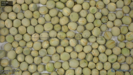seed