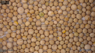 column seed