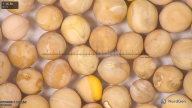 column seed