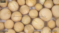 column seed