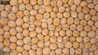 seed