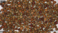 seed