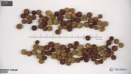 seed