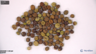 seed