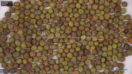 seed