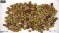 column seed