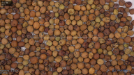 seed