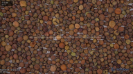 seed