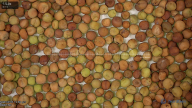 seed