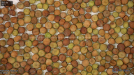 column seed