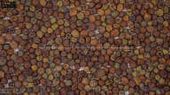 seed
