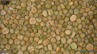 seed