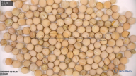 seed