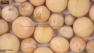column seed