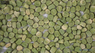 seed
