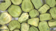 column seed