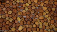 seed