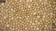 column Seed