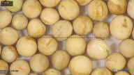 column seed