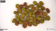 seed